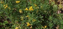 Medicago falcata