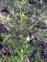 Crowea exalata magnifolia