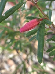 Crowea exalata magnifolia