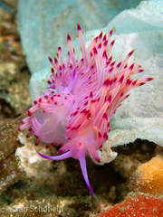 Coryphellina aurora
