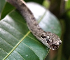 Lycodryas maculatus maculatus