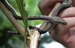 Lycodryas maculatus maculatus