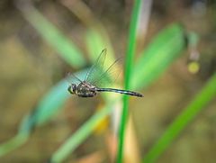 Somatochlora meridionalis