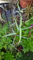 Gymnanthera oblonga