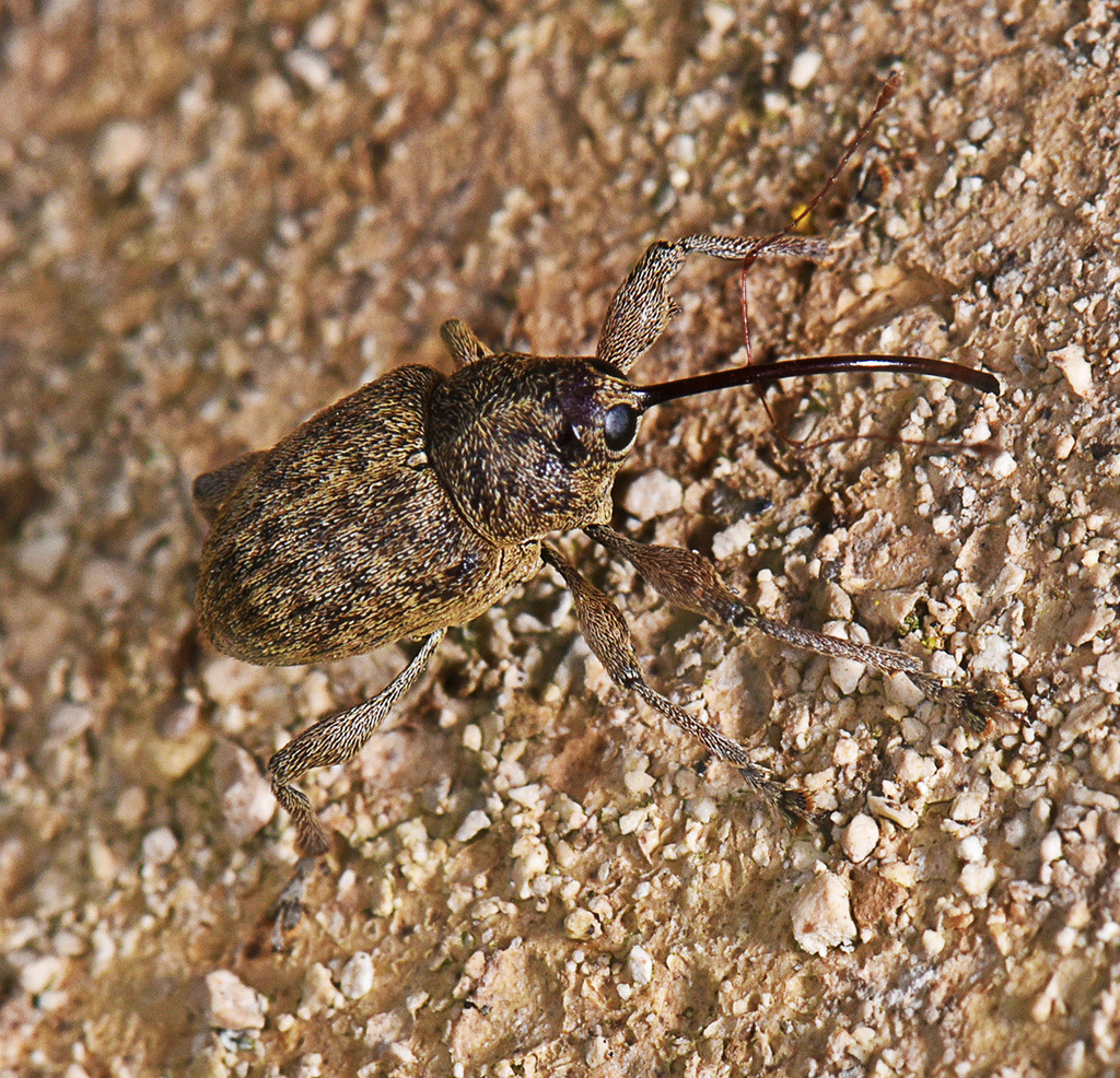 Nut and acorn weevils from canyon lake tx usa on september 4 2019 at