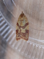 Sparganothis senecionana