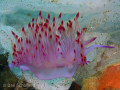 Coryphellina aurora