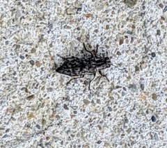 Spectralia gracilipes