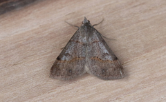 Hemeroplanis historialis