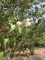 Magnoliopsida