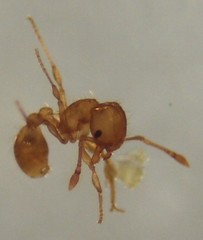 Wasmannia auropunctata