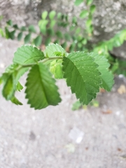 Ulmus