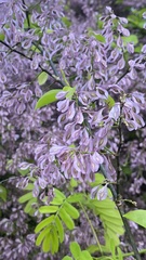 Podopterus cordifolius