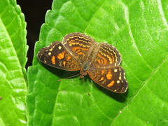 Anthanassa acesas