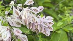 Podopterus cordifolius