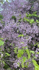 Podopterus cordifolius