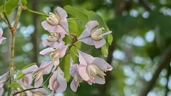 Podopterus cordifolius