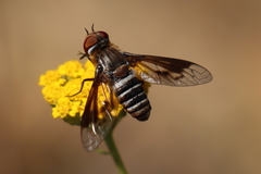 Exoprosopa rivularis