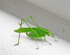 Scudderia curvicauda