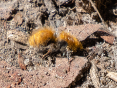 Sphaeropthalma edwardsii