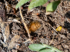 Sphaeropthalma edwardsii