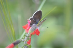 Echinargus isola