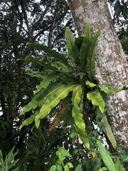Niphidium crassifolium