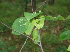 Eriophyes emarginatae