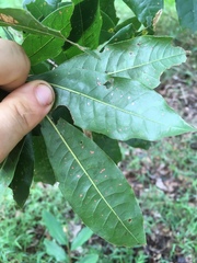 Quercus benthamii