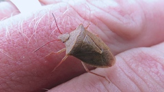 Euschistus ictericus