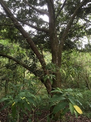 Quercus benthamii