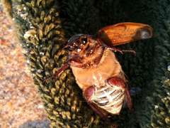 Anoxia australis