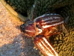 Anoxia australis