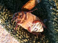 Anoxia australis