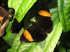 Adelpha melanthe