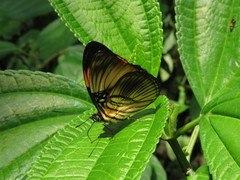Adelpha melanthe