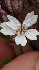 Silene involucrata
