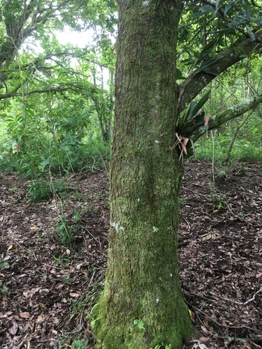 Quercus benthamii