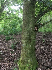 Quercus benthamii