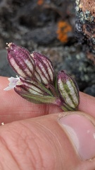 Silene involucrata