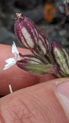 Silene involucrata