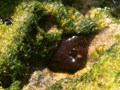 Actinia equina