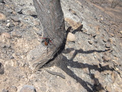 Tragidion gracilipes