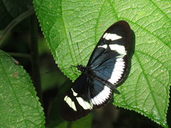 Heliconius cydno cydnides