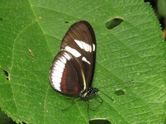 Heliconius cydno cydnides