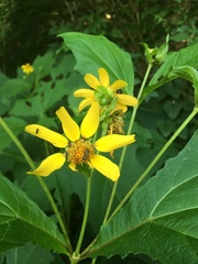 Smallanthus uvedalia