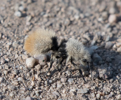 Dasymutilla magna