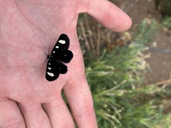 Alypiodes flavilinguis