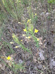 Oenothera clelandii