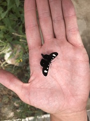 Alypiodes flavilinguis